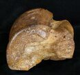 Woolly Rhinoceros Ankle Bone - Late Pleistocene #3453-2